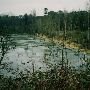 Oaks Bottom