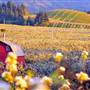 Hood River and Columbia River Gorge Orchards