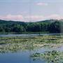 Vernonia Lake