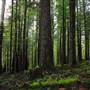 Old Salmon River Trail