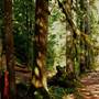 Old Salmon River Trail