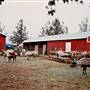 Operation Santa Claus (Reindeer Farm)