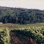 Pfeiffer Vineyards - Junction City