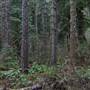 Silver Falls State Park