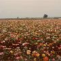 Wildflower Fields
