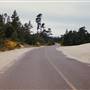 Gorse-lined Road