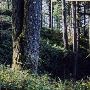 Silver Falls State Park