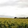 Sauvie Island  - Farms