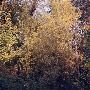 Fall Colors - Mt Hood Foothills