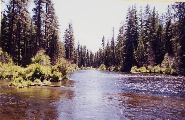 Metolius River (9/7/2006 6:47:25 PM)