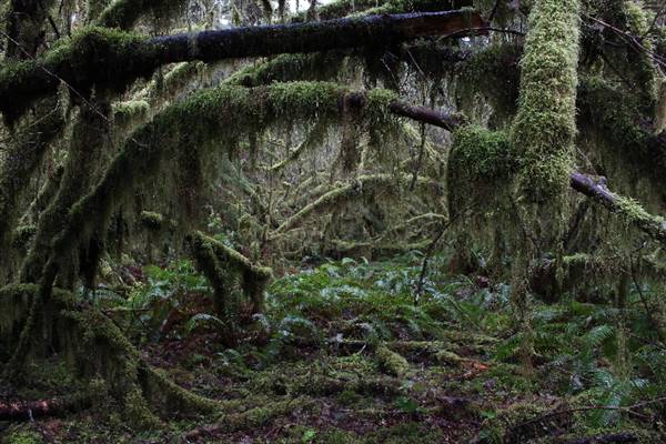 Silver Falls State Park (10/5/2015 - Credits: Don Baldwin  503-780-7989)