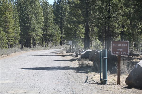 La Pine State Park: Big Pine (5/15/2019 - Credits: Sandy Henderson)