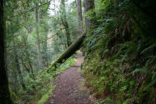 Golden and Silver Falls State Natural Area (4/20/2006 - Credits: Matt Petras)