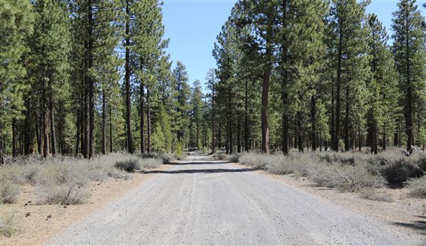 La Pine State Park: Big Pine (5/15/2019 - Credits: Sandy Henderson)