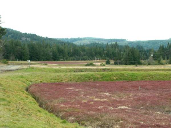 Bandon, City of (8/7/2007 - Credits: Peter Gluck)