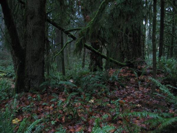 Oxbow Park (11/3/2008 - Credits: Bob Schmaling)