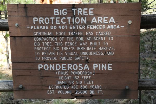 La Pine State Park: Big Pine (5/15/2019 - Credits: Sandy Henderson)