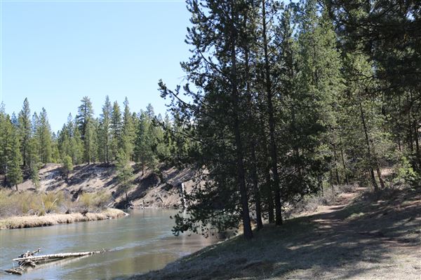La Pine State Park: Big Pine (5/15/2019 - Credits: Sandy Henderson)
