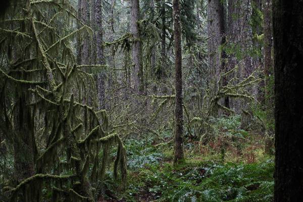 Silver Falls State Park (10/5/2015 - Credits: Don Baldwin  503-780-7989)