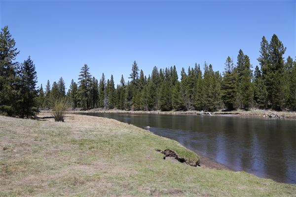 La Pine State Park: Big Pine (5/15/2019 - Credits: Sandy Henderson)