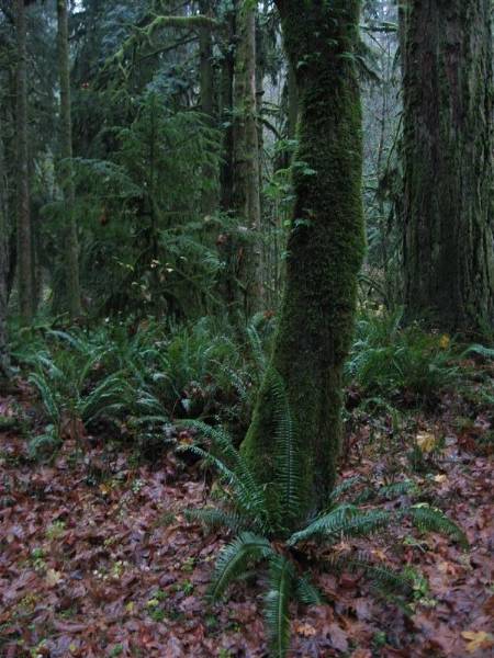 Oxbow Park (11/3/2008 - Credits: Bob Schmaling)