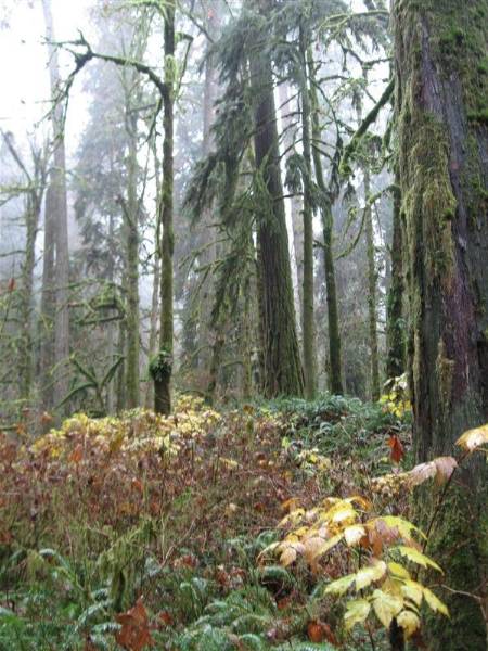 Oxbow Park (11/3/2008 - Credits: Bob Schmaling)