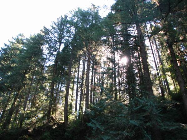 Silver Falls State Park (8/24/2011)