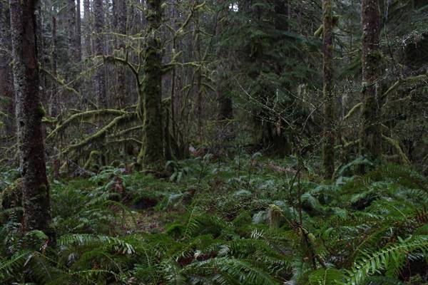 Silver Falls State Park (10/5/2015 - Credits: Don Baldwin  503-780-7989)