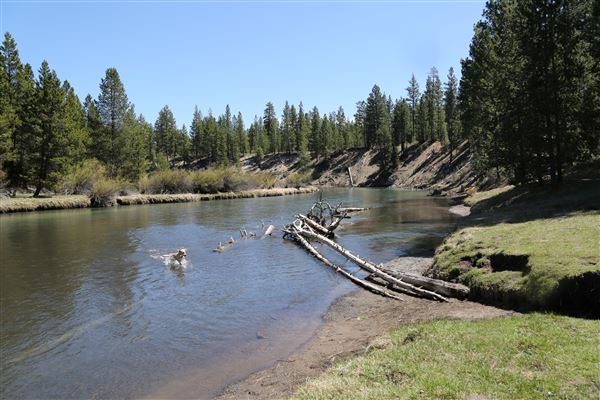 La Pine State Park: Big Pine (5/15/2019 - Credits: Sandy Henderson)