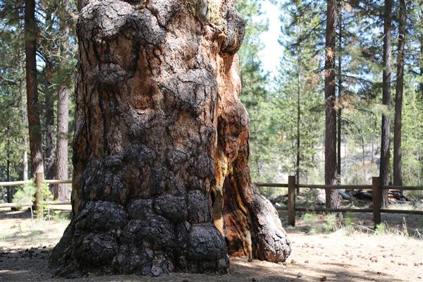 La Pine State Park: Big Pine (5/15/2019 - Credits: Sandy Henderson)