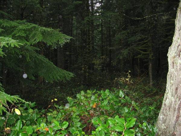 Oxbow Park (11/3/2008 - Credits: Bob Schmaling)
