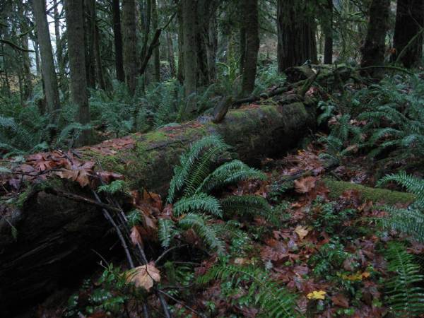 Oxbow Park (11/3/2008 - Credits: Bob Schmaling)