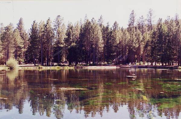 Metolius River (9/7/2006 6:47:24 PM)