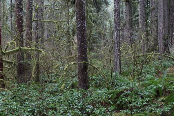 Silver Falls State Park (10/5/2015 - Credits: Don Baldwin  503-780-7989)