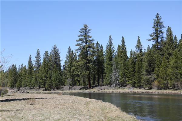 La Pine State Park: Big Pine (5/15/2019 - Credits: Sandy Henderson)