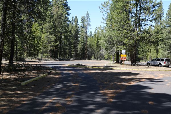 La Pine State Park: Big Pine (5/15/2019 - Credits: Sandy Henderson)