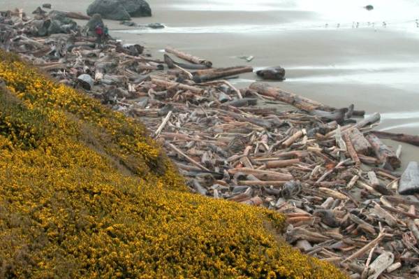 Bandon, City of (8/7/2007 - Credits: Peter Gluck)