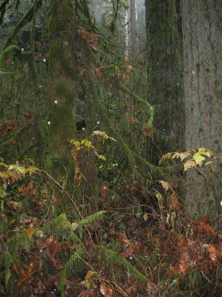 Oxbow Park (11/3/2008 - Credits: Bob Schmaling)