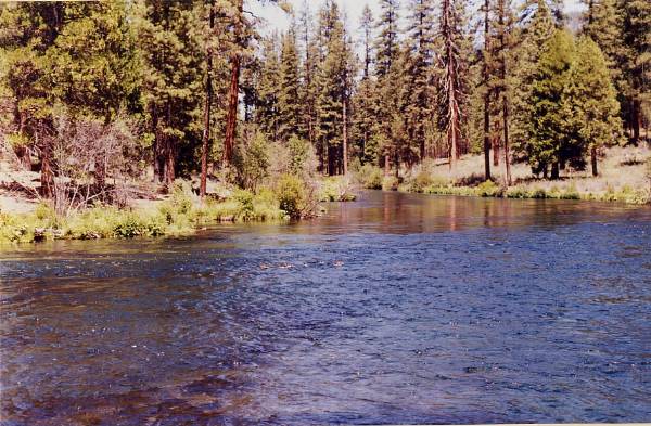 Metolius River (9/7/2006 6:44:58 PM)