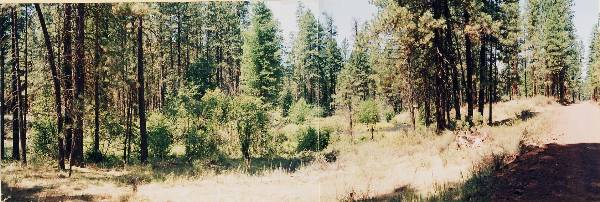 Metolius River (9/7/2006 6:51:51 PM)