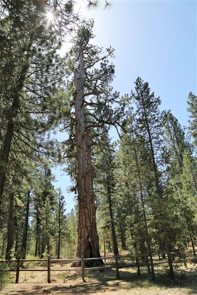 La Pine State Park: Big Pine (5/15/2019 - Credits: Sandy Henderson)