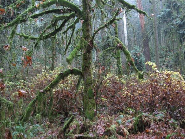 Oxbow Park (11/3/2008 - Credits: Bob Schmaling)