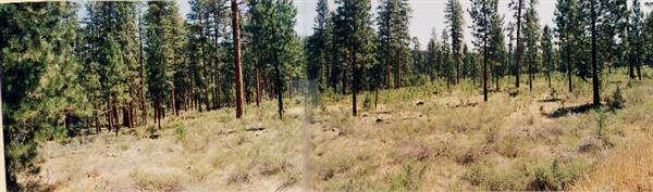 Metolius River (9/7/2006 6:51:51 PM)