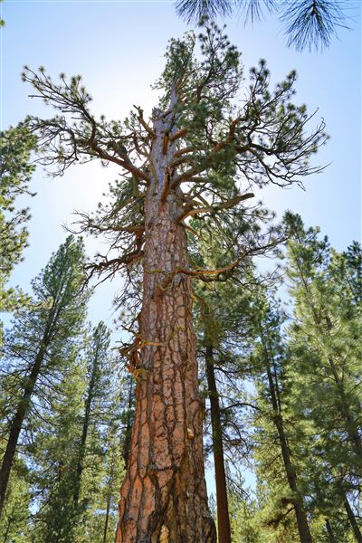La Pine State Park: Big Pine (5/15/2019 - Credits: Sandy Henderson)