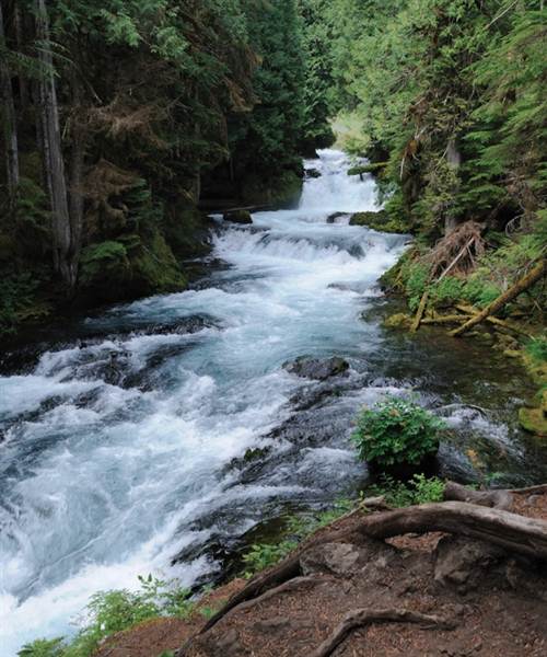 McKenzie River (10/24/2012)
