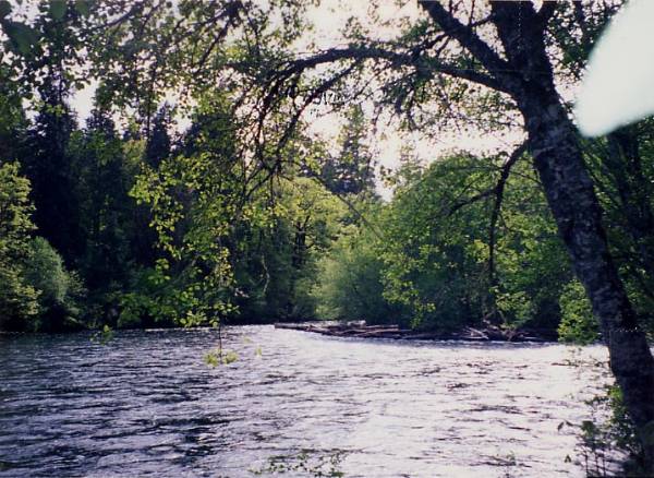 McKenzie River (9/7/2006 6:31:49 PM)