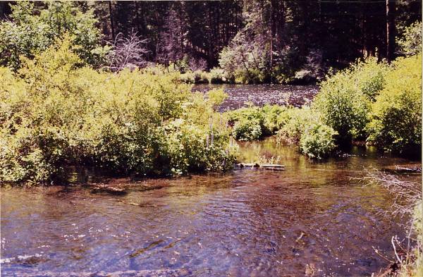 Metolius River (9/7/2006 6:47:24 PM)