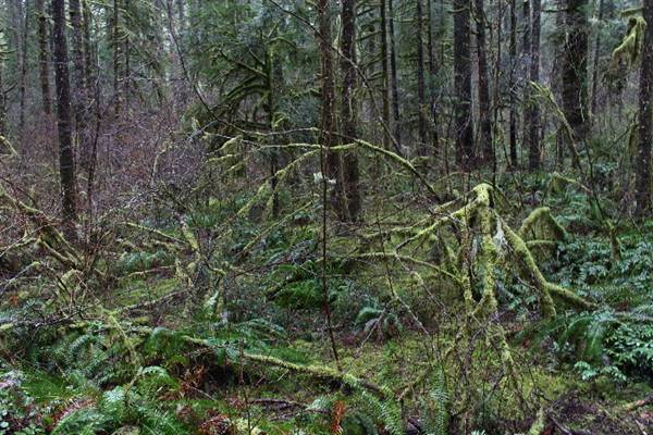 Silver Falls State Park (10/5/2015 - Credits: Don Baldwin  503-780-7989)