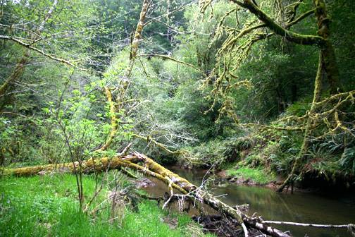 Golden and Silver Falls State Natural Area (4/20/2006 - Credits: Matt Petras)