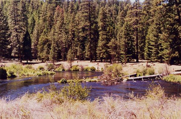 Metolius River (9/7/2006 6:43:31 PM)